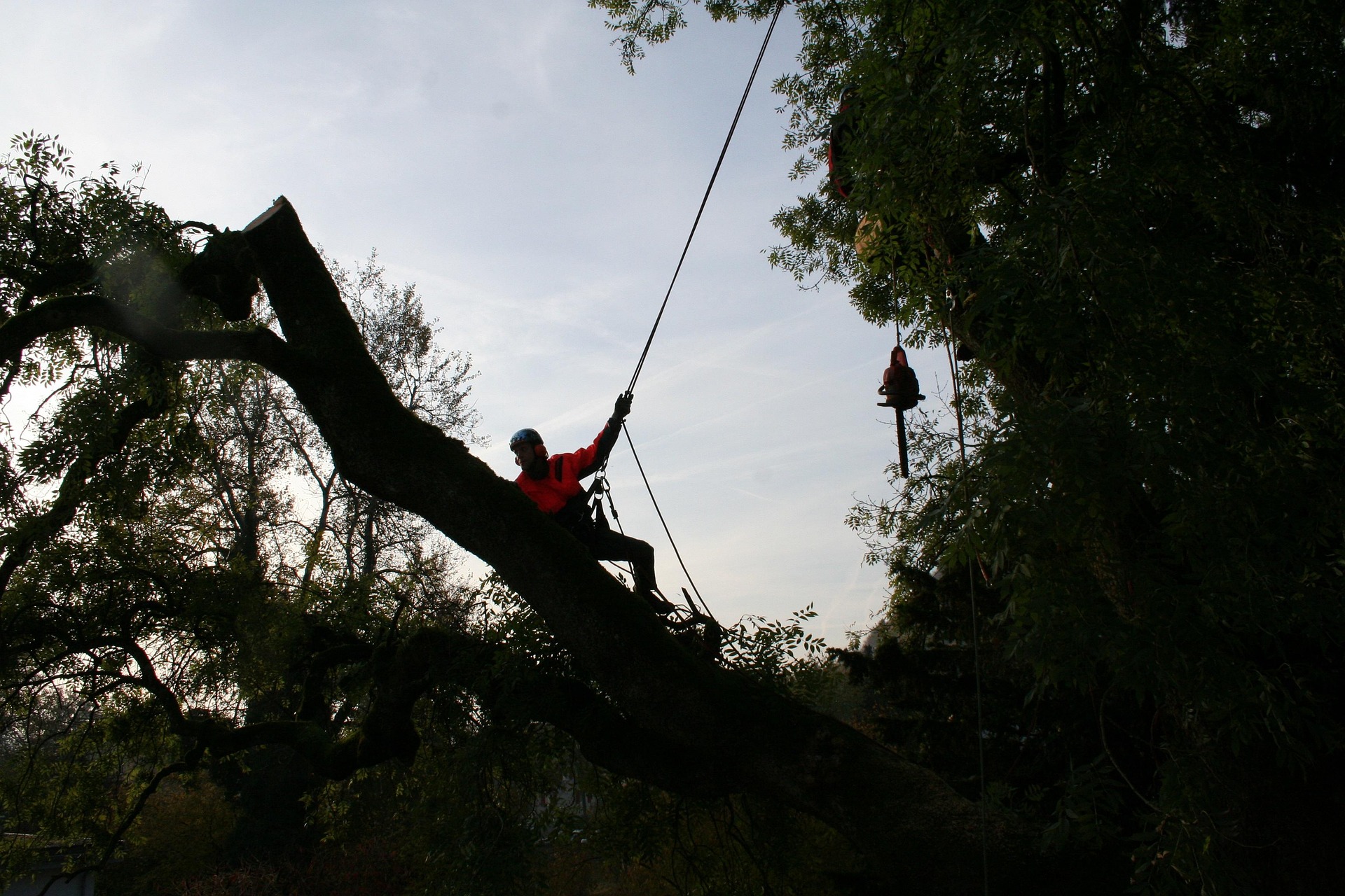 Professional arborist inspecting a tree